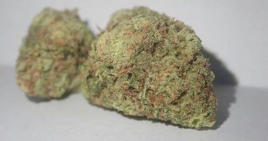 mac mintz by volcanic organics strain review by the_originalcannaseur