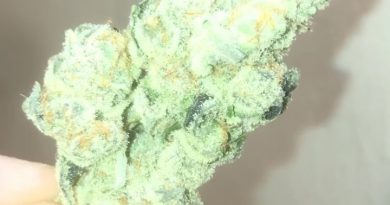 mandarin punch from a cut above strain review by extractedbyzack