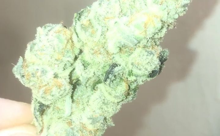 mandarin punch from a cut above strain review by extractedbyzack