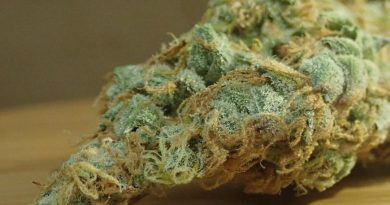 mandarina by trichome jungle seeds strain review by the_originalcannaseur