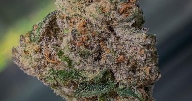 maqui by maqui strain review by budfinderdc