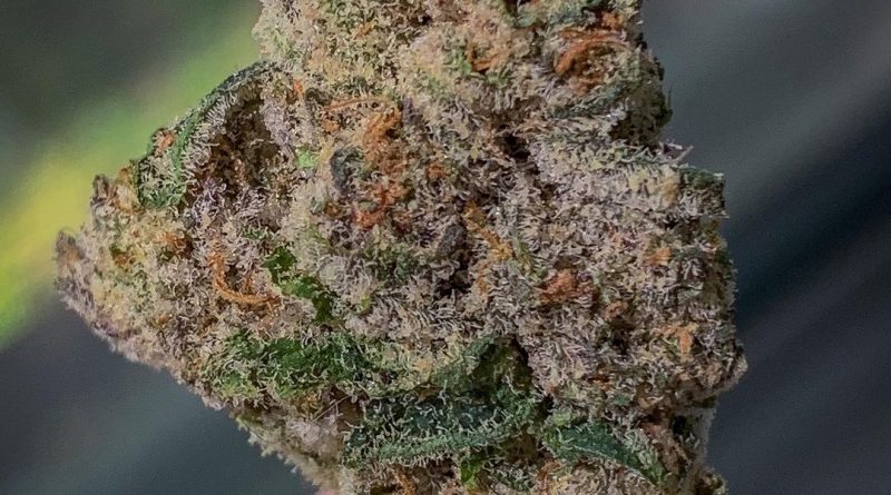 maqui by maqui strain review by budfinderdc