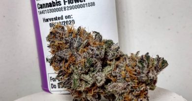 mendo ultraviolet by high noon cultivation strain review by pdxstoneman