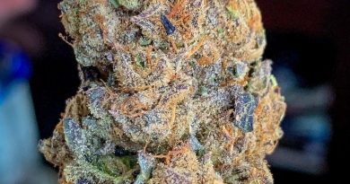 mint punch by district florist strain review by budfinderdc