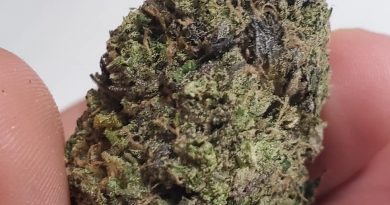 multiverse god bud by bc seeds strain review by _scarletts_strains_ 2