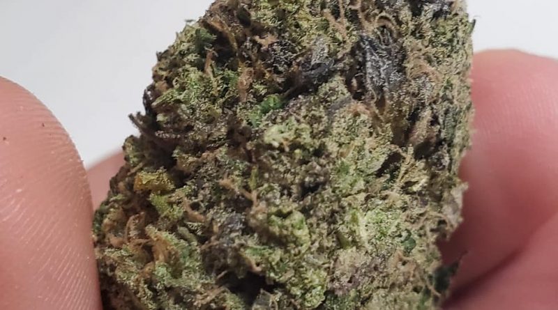 multiverse god bud by bc seeds strain review by _scarletts_strains_ 2