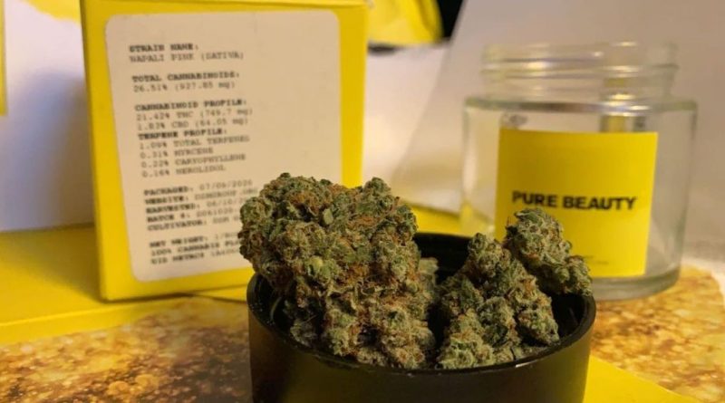 napali pink by pure beauty strain review by anna.smokes.canna