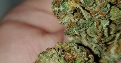 northern lights by sensi seeds strain review by _scarletts_strains_
