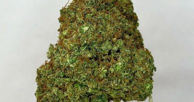 nuken by cash crop ken strain review by cannabisseur604