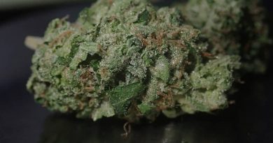 odv3 by lady sativa genetics strain review by the_originalcannaseur
