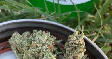 og-18 by pintail gardens strain review by slumpysmokes