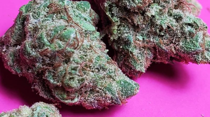 old fashion #5 by vitalnabis strain review by _scarletts_strains_ 2