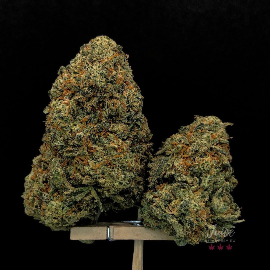 Strain Review: Original Glue by GG Strains - The Highest Critic