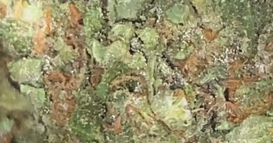 outer sunset by chronic creek strain review by trunorcal420 3