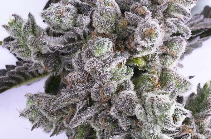 pearl scout cookies by fireline cannabis strain review by 502strainsheet