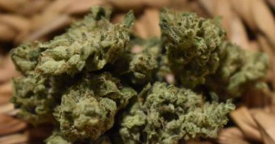 pig whistle by greenpoint seeds strain review by _scarletts_strains_ 2