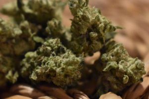 pig whistle by greenpoint seeds strain review by _scarletts_strains_