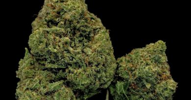 pineapple by seedstockers strain review by cannabisseur604