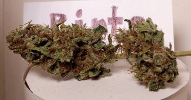 pinto by pete gibby strain review by pdxstoneman