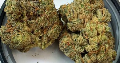 plush cake by big al's exotics strain review by budfinderdc