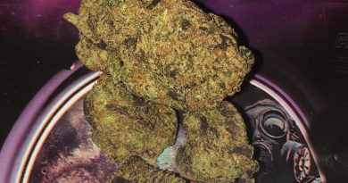 pluto by gashouse strain review by boofbusters420