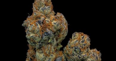 purple drank breath by thugpug genetics strain review by cannabisseur604
