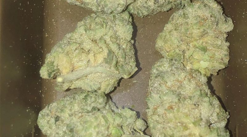 purple punch 2 by verde natural gardens strain review by extractedbyzack