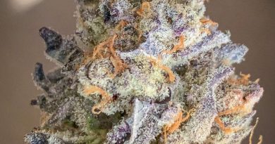 purple punch from district florist strain review by budfinderdc