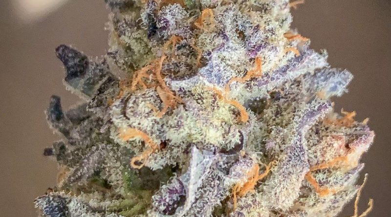 purple punch from district florist strain review by budfinderdc