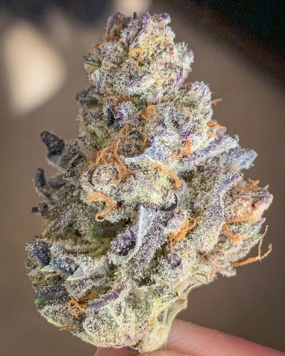  Strain  Review Purple  Punch  from District Florist The 
