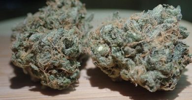 rainbow belt by farmer in the hole strain review by the_originalcannaseur