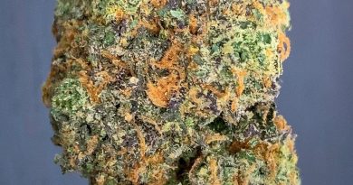 rainbow sherbert #11 by deep east strain review by budfinderdc