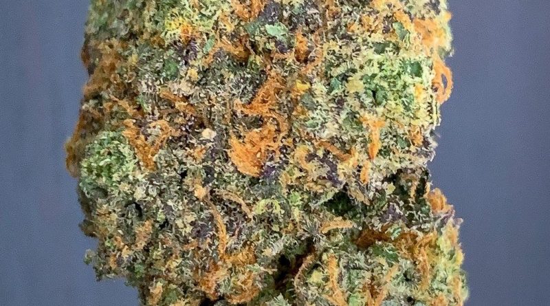 rainbow sherbert #11 by deep east strain review by budfinderdc