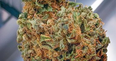 rawtton strain by kush rush exotics strain review by budfinderdc