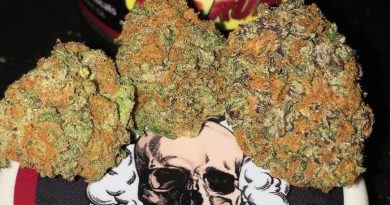 red rum by cannatique farms strain review by boofbusters420