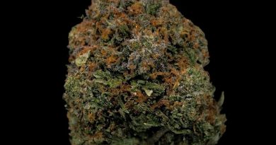 rock bubba strain review by cannabisseur604