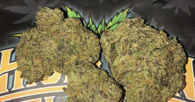 sherbanger #22 by norcals gardens strain review by boofbusters420