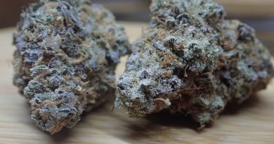 sour neo by trichome jungle seeds strain review by the_originalcannaseur