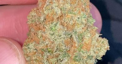 sour strawberry by indico strain review by no.mids