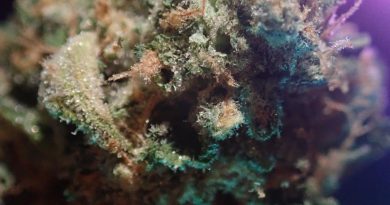 sour yoga flame by lady sativa genetics strain review by the_originalcannaseur