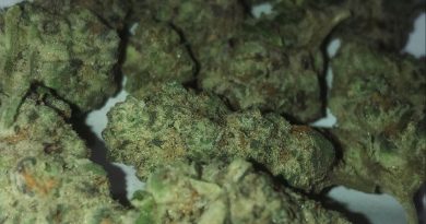 spearmint style by clearwater buds strain review by extractedbyzack