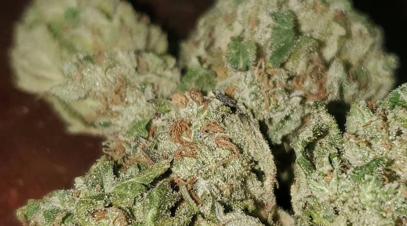 spec ops by 303 seeds strain review by _scarletts_strains_ 2