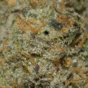 strawberry push pop by darwin farms strain review by bigwhiteash 2