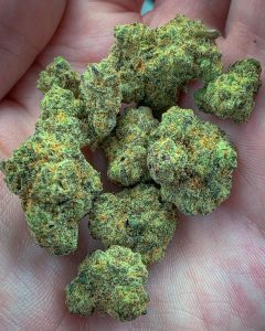 sugar plum by zaba cannabis co. strain review by budfinderdc 2