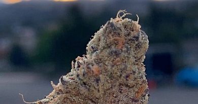 sunrise by fig farms strain review by anna.smokes.canna
