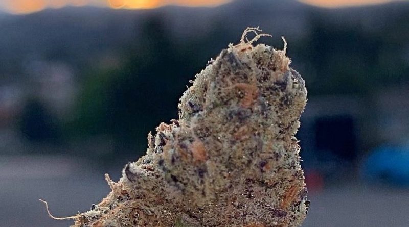sunrise by fig farms strain review by anna.smokes.canna