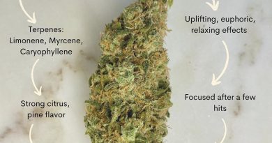 tangerine dream by barney's farm strain review by upinsmokesession