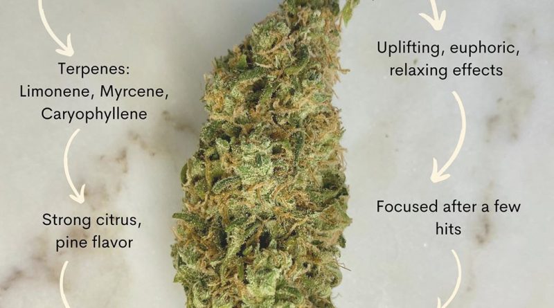 tangerine dream by barney's farm strain review by upinsmokesession