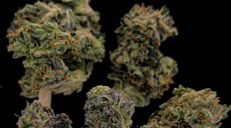 the one by clackamas coots strain review by cannabisseur604