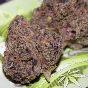 tk mintz by indoor organic gardens strain review by bigwhiteash